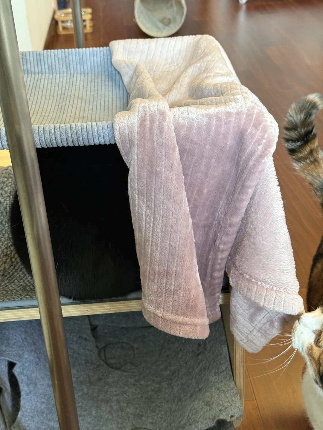 完全看不出来是只猫，奶牛的那种