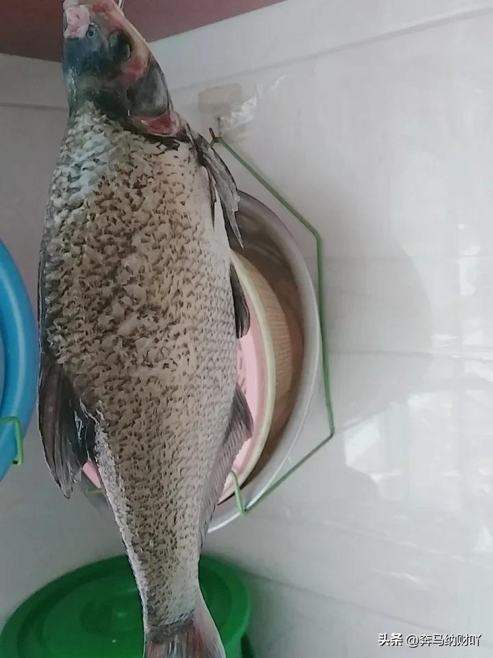 我妈妈喜欢吃鱼，但是她年纪大了也80岁了，我一般也舍不得让她自己做。

每个周末