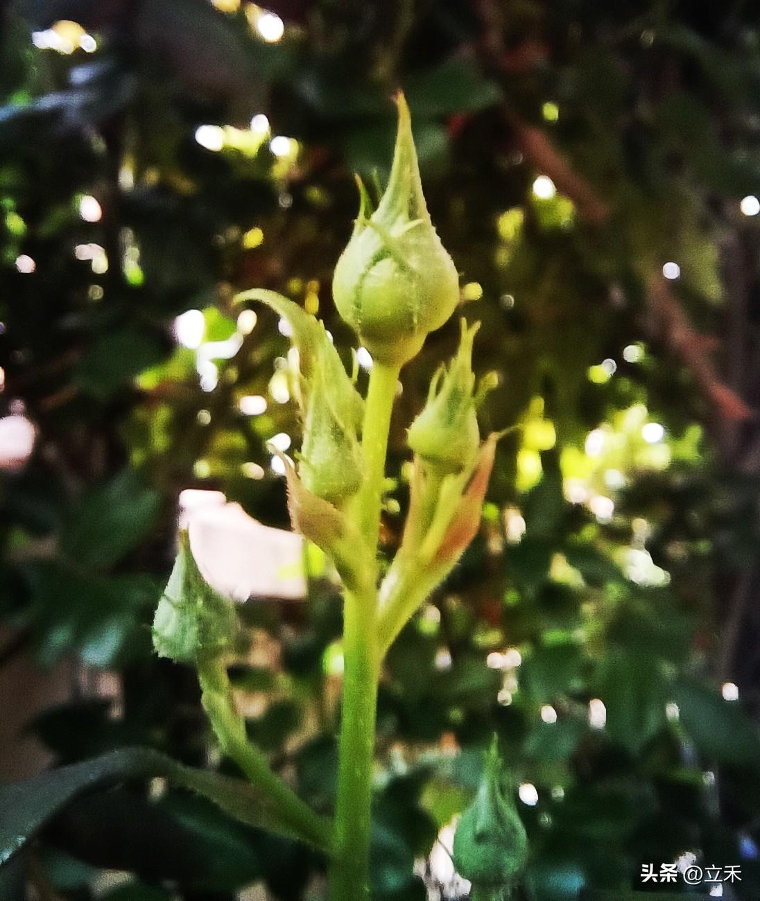 蔷薇花马上就要开了～～
今天发现我家的蔷薇悄悄的孕育着花苞，圆溜溜鼓鼓的，马上就