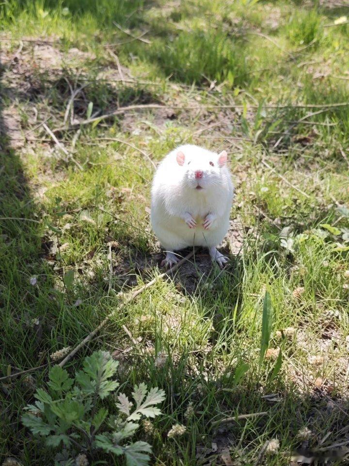 离开实验室的SD大鼠，迎来生命中第一个春天 它离开… 戳我查看完整笔记>>网页链