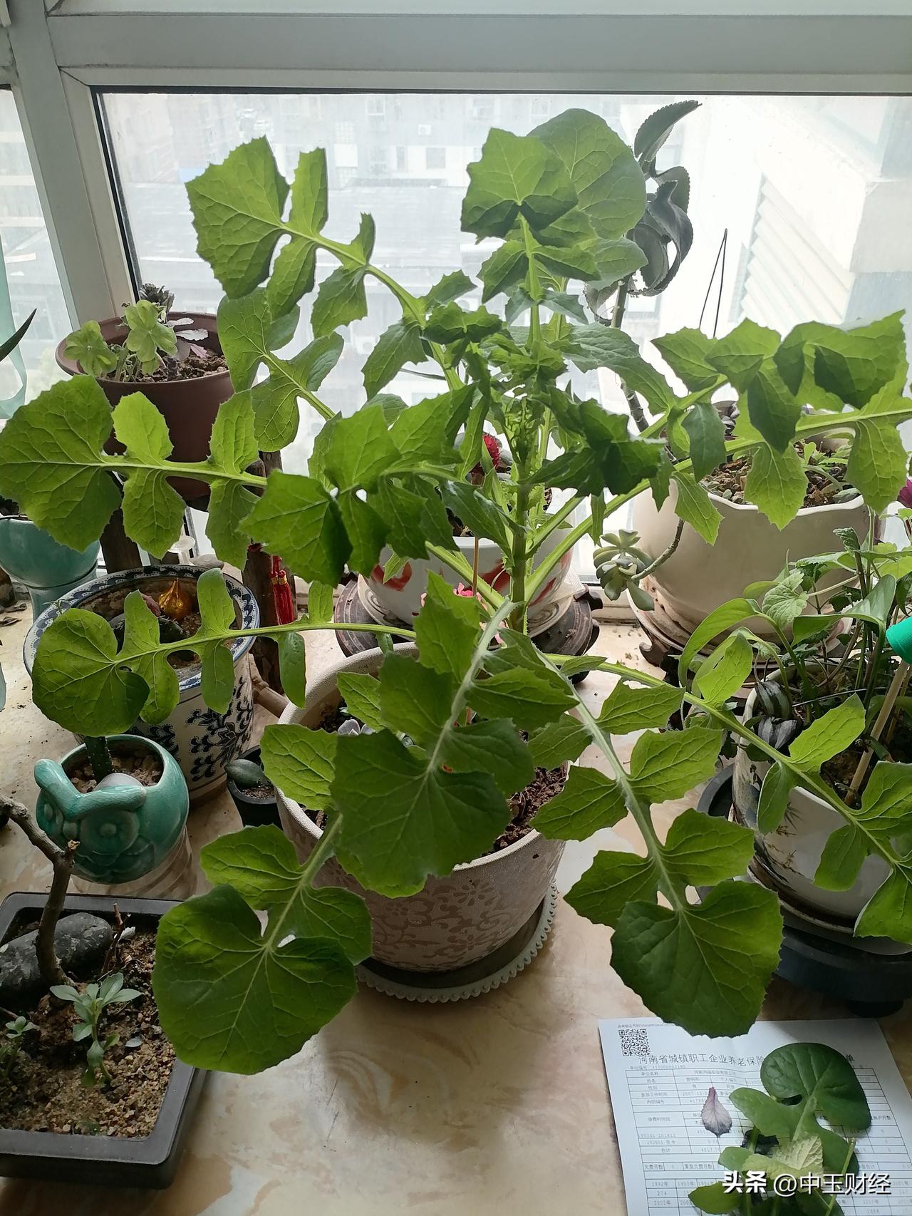 记录我的2026花盆中长出一个苦苣菜，叶片长得太旺盛，绿油油的，生命力极强！减掉