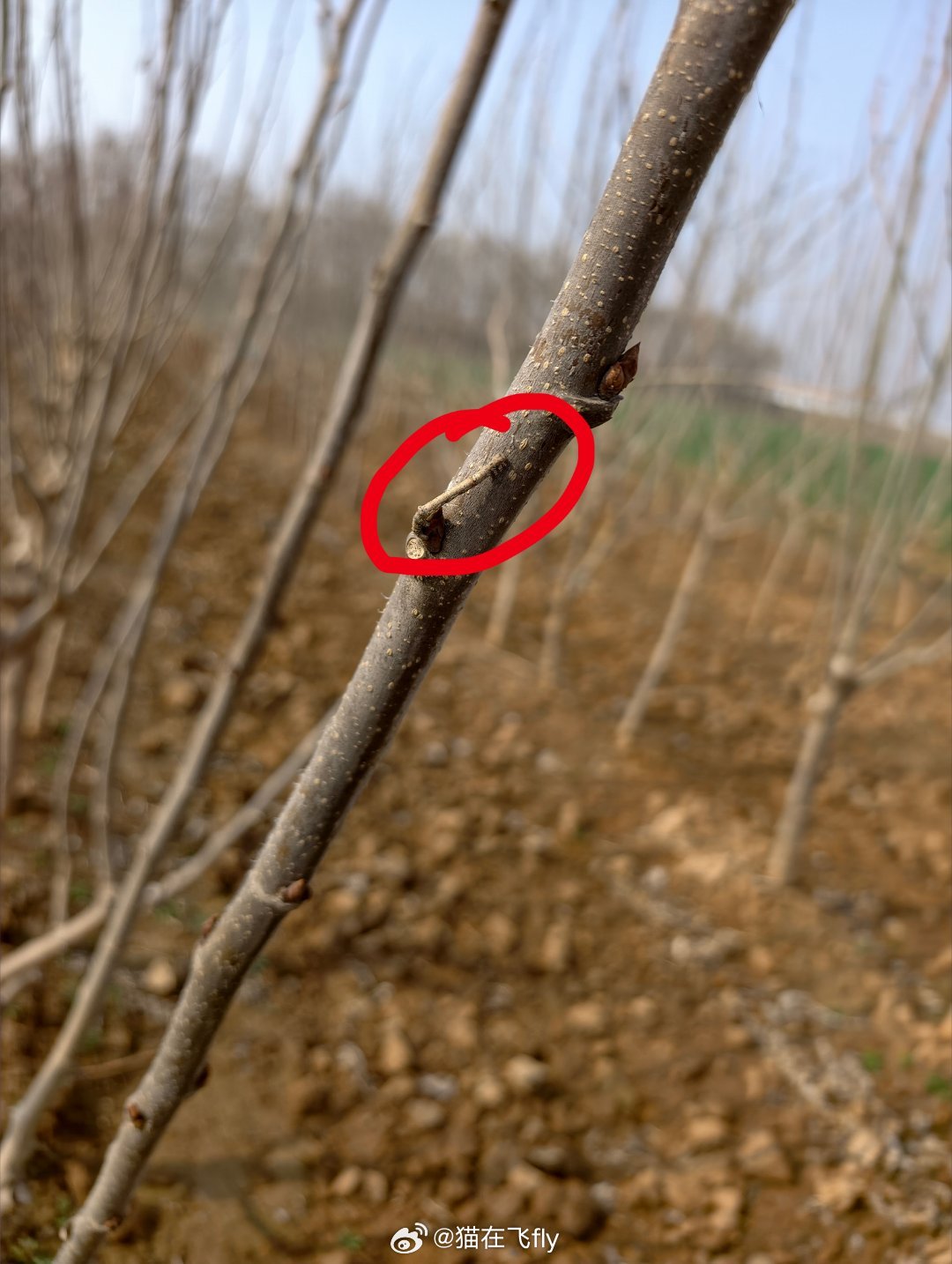 🐛 桑树上伪装成枝条的虫子     桑尺蠖（huo，四声）     它也被叫做