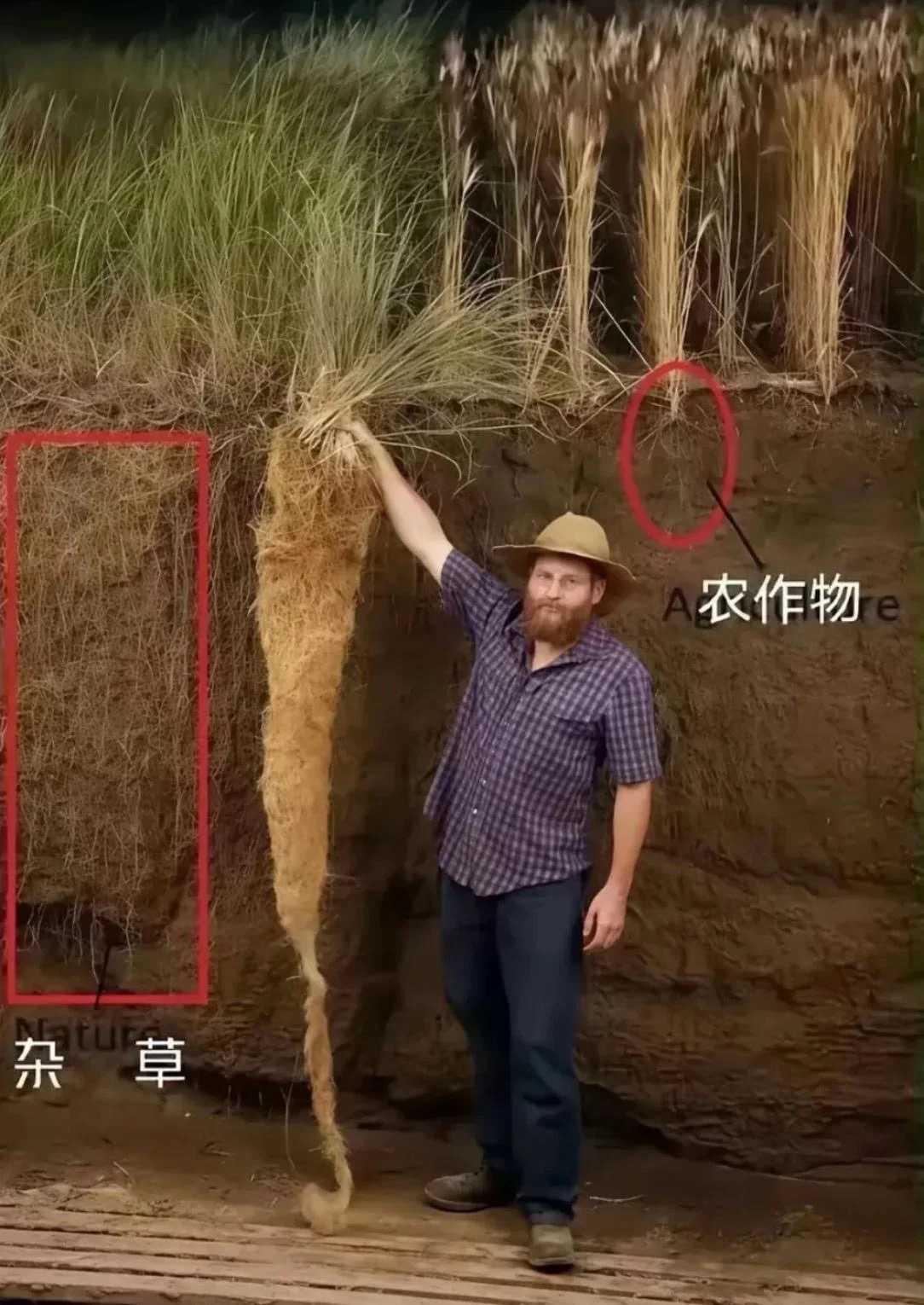 一个努力结果，一个努力扎根