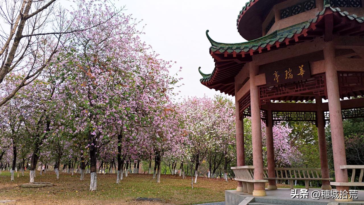 都说今年过年晚，广州的花期从来都不晚。华南农业大学，本周正式迎来花期最盛时刻！百