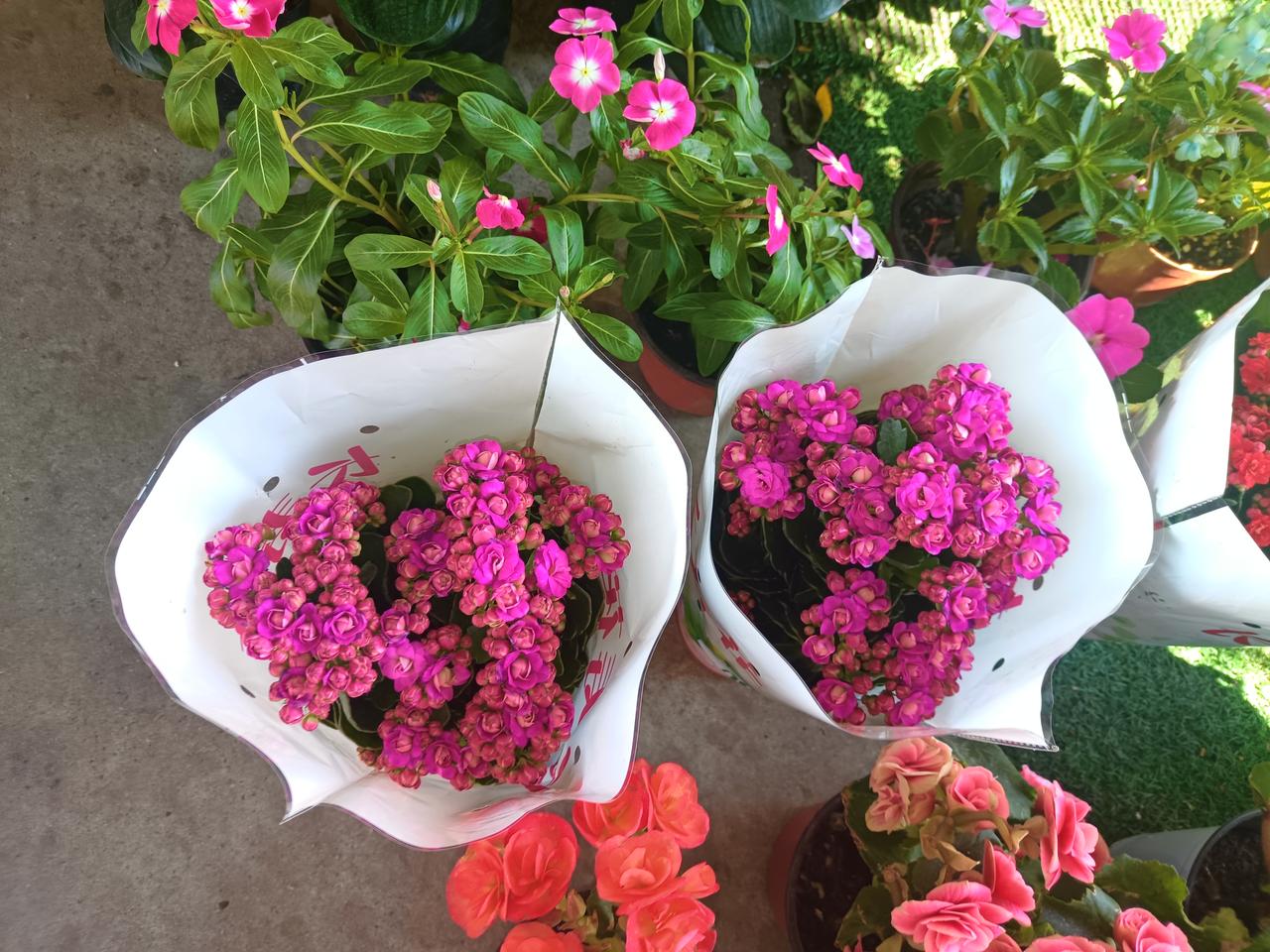 ，什么花都行
