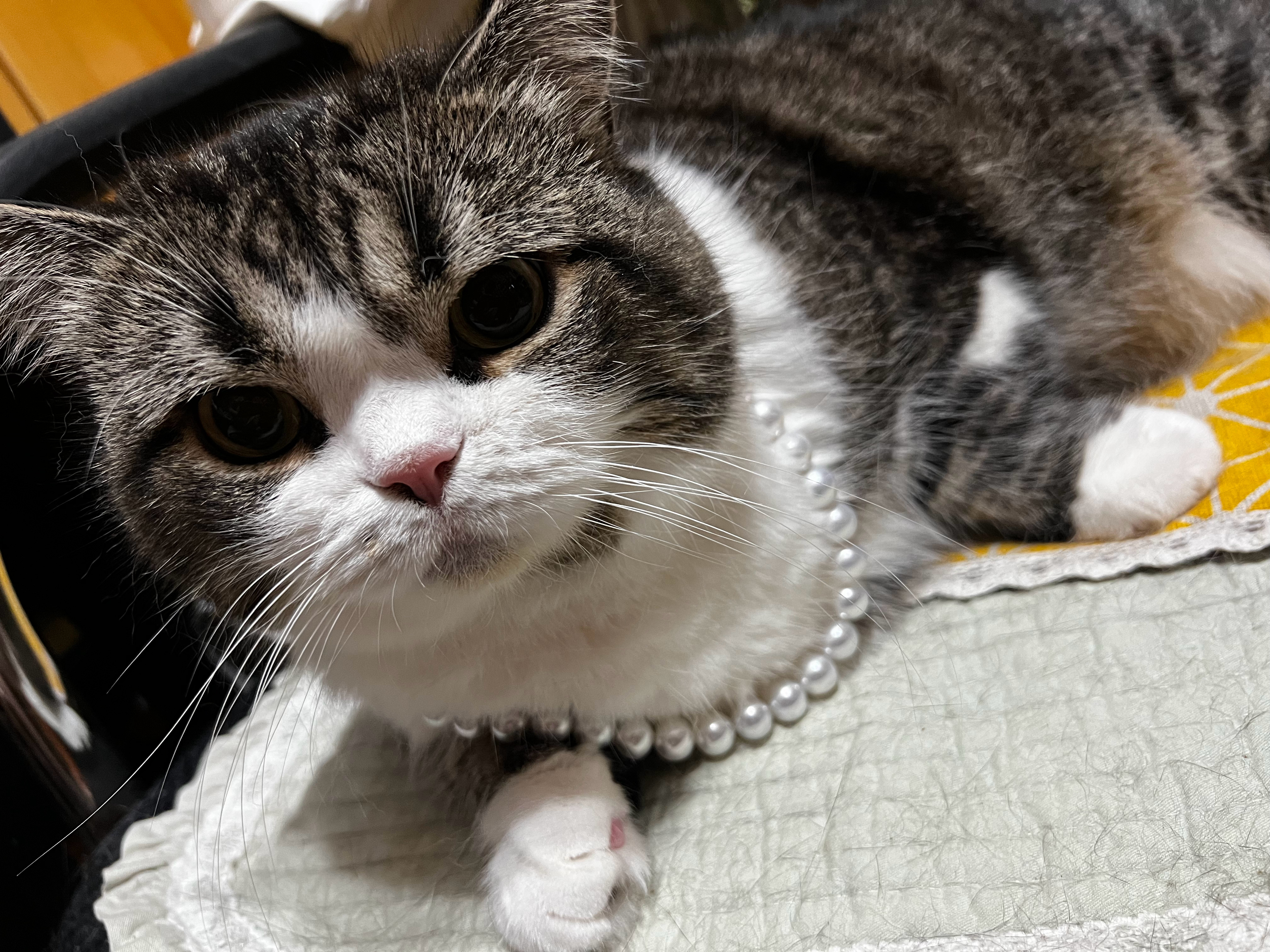 这期是青青点菜的高贵小猫 ​​​
