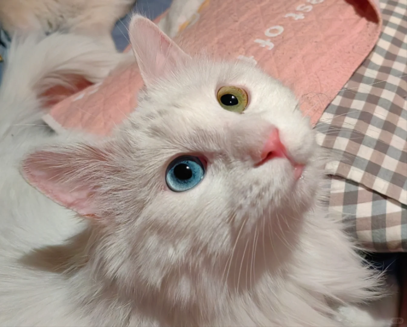想看看你家的0元购！