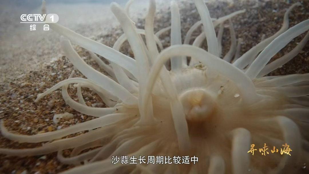 沙蒜不是蒜是海鲜 沙蒜是海葵哦！浙江台州湾的它肉质厚实，糯中带脆，这独特鲜味太诱