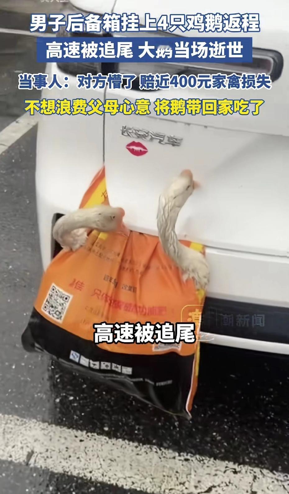 真是让人想不到！
湖北一男子过年后返程，后备箱挂着鸡鹅被追尾，大鹅当场没了！父母