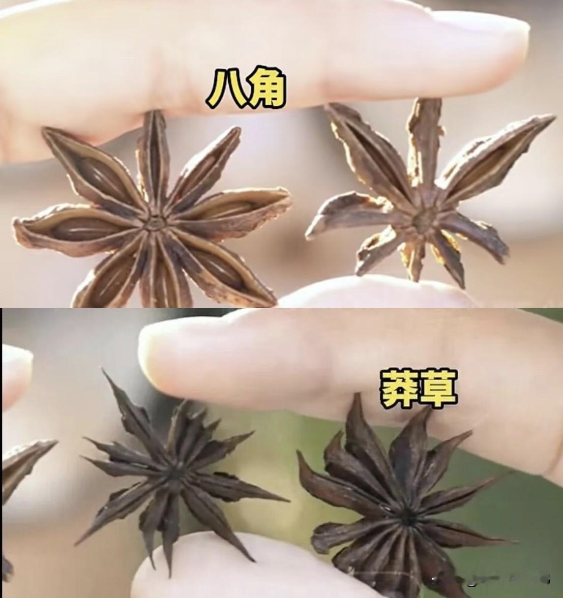 药师提醒：误食少量会出现头晕、恶心等不适；如果大量食用，会引发心脏衰竭，严重可致