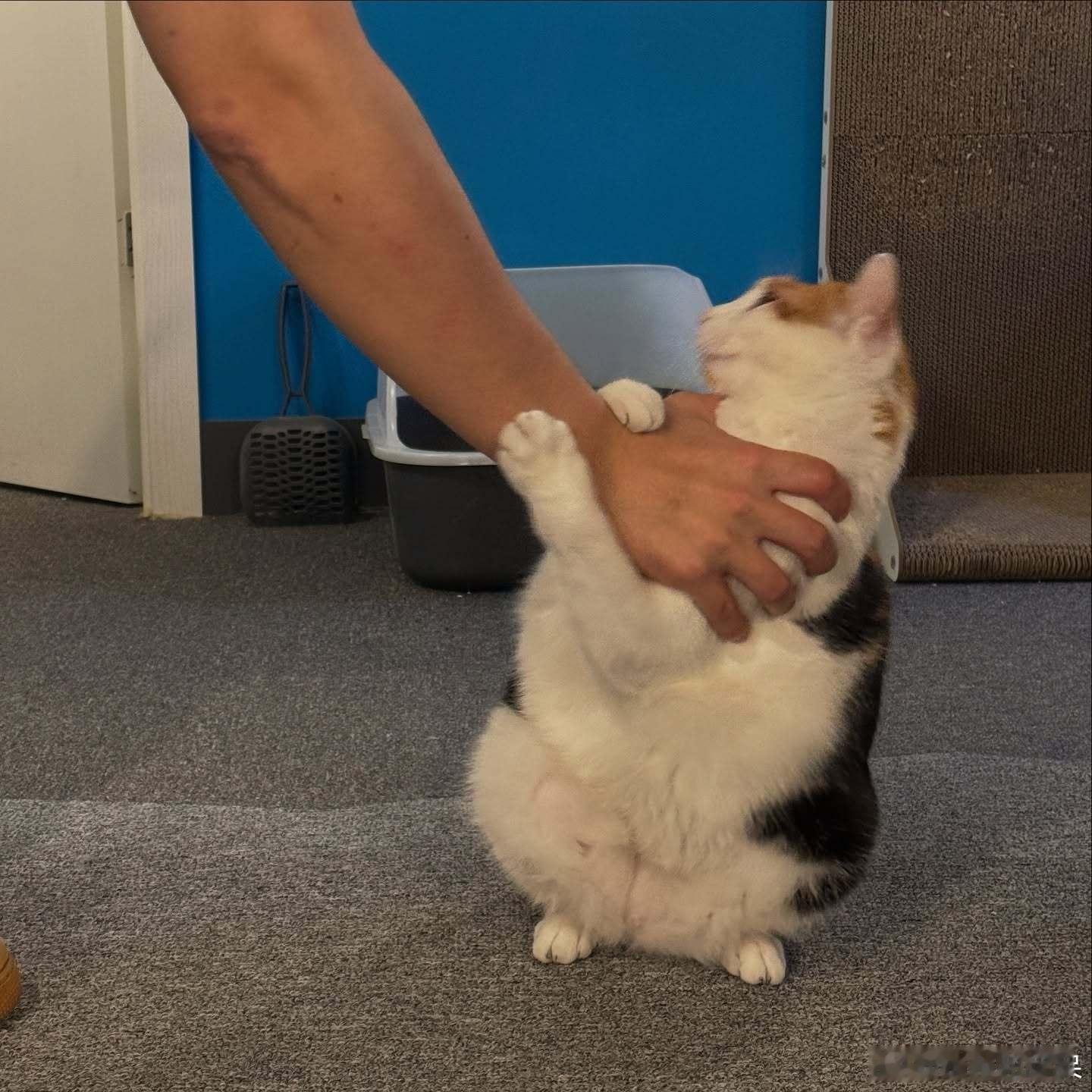 撸健身房陪练三花大猫cr：yerim220515 
