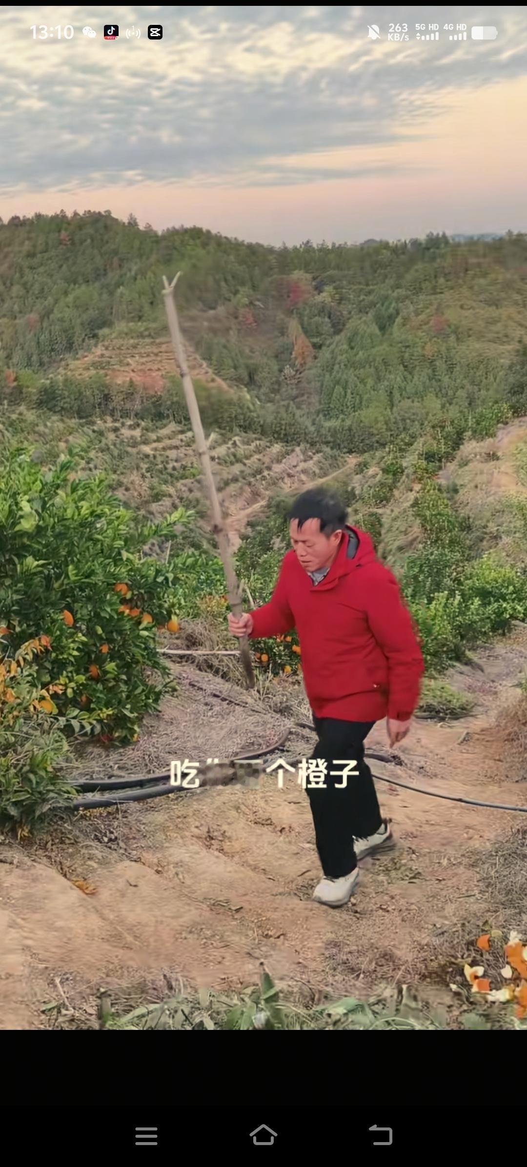 梁志辉爸爸当地的脐橙好吃的停不下来，梁爸爸马上又开启直播给大家带货了，因为用不了