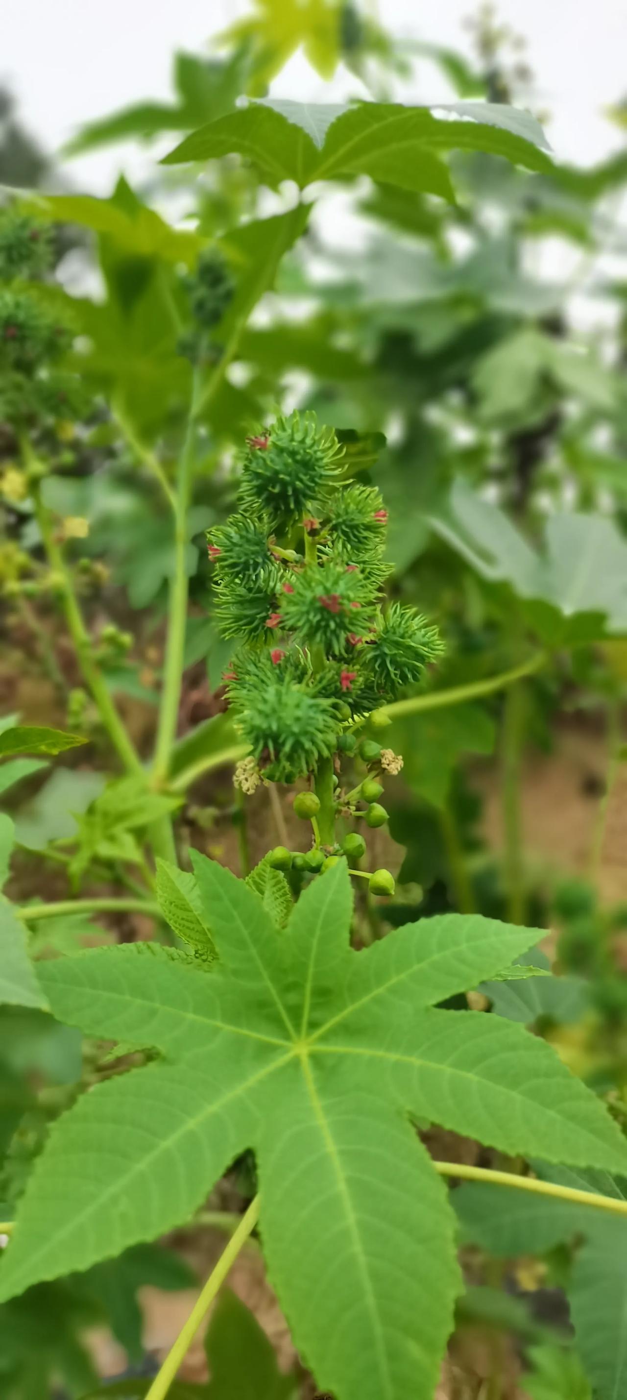 我们河南叫它蓖麻，
你们那里叫什么呢？#分享你手机中的花花草草#
