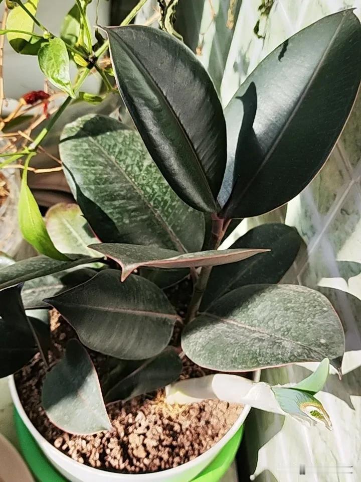 沉默的荣耀虽然是反映的是历史史实。但是他所反映的也只是历史事件，而对于其中的对话