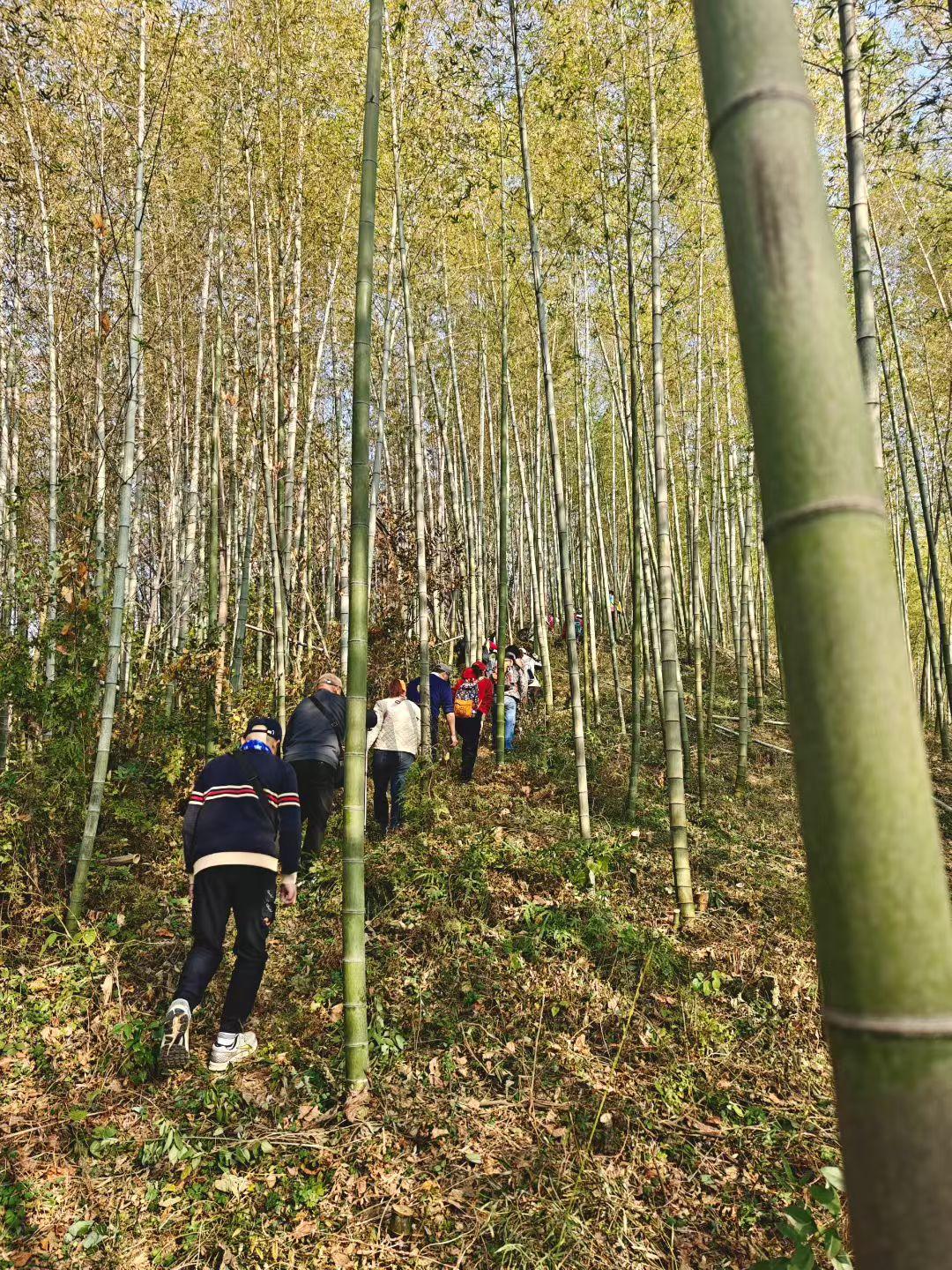 ✨老竹擎着蓝天，枯叶在脚下铺成温柔的毯，一行人往深处去，把与山林的相遇，写成鲜活