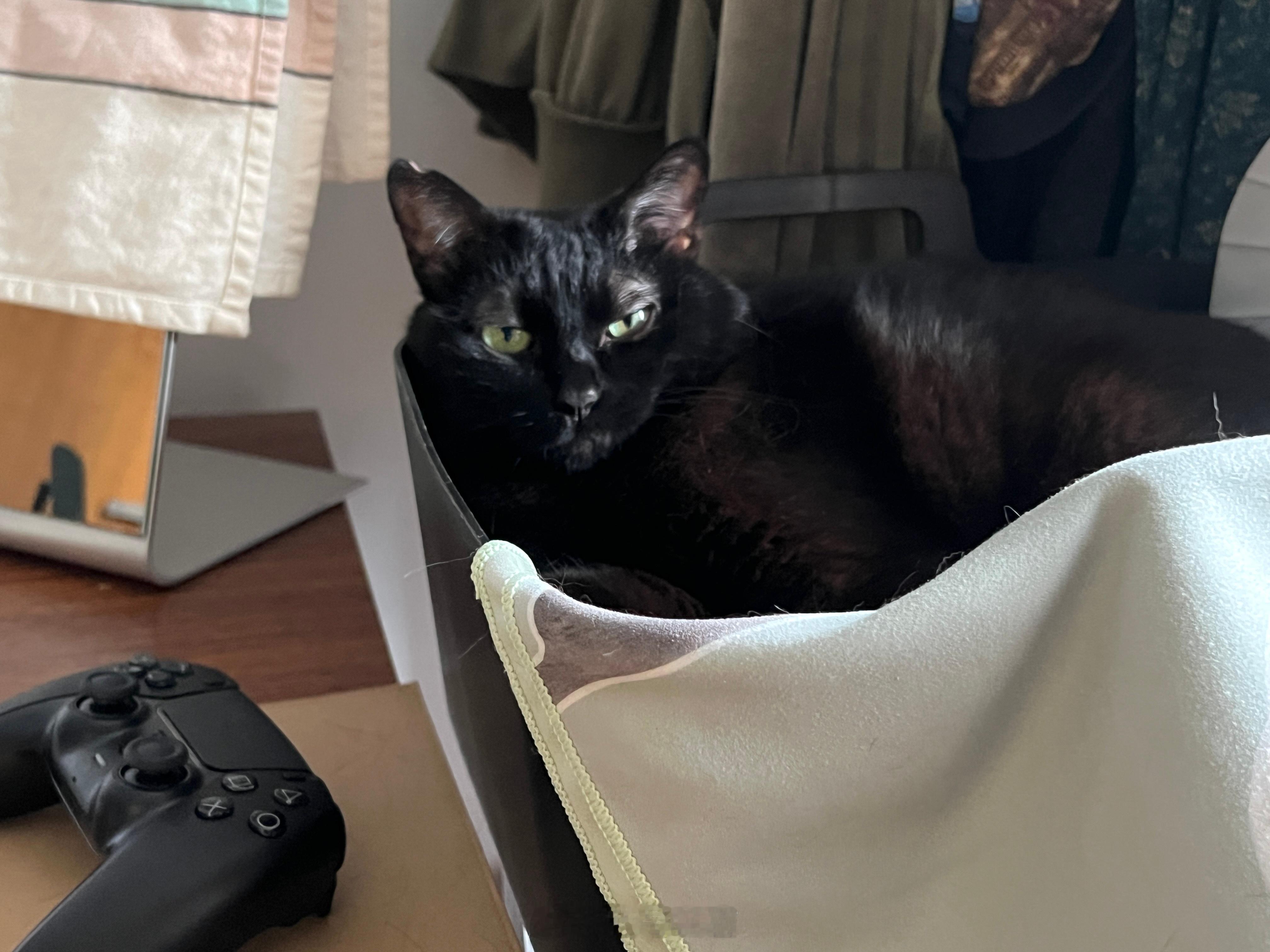 摸摸小貓頭，萬事不用愁🙂‍↔️蝦蝦不可以太可愛 ​​​