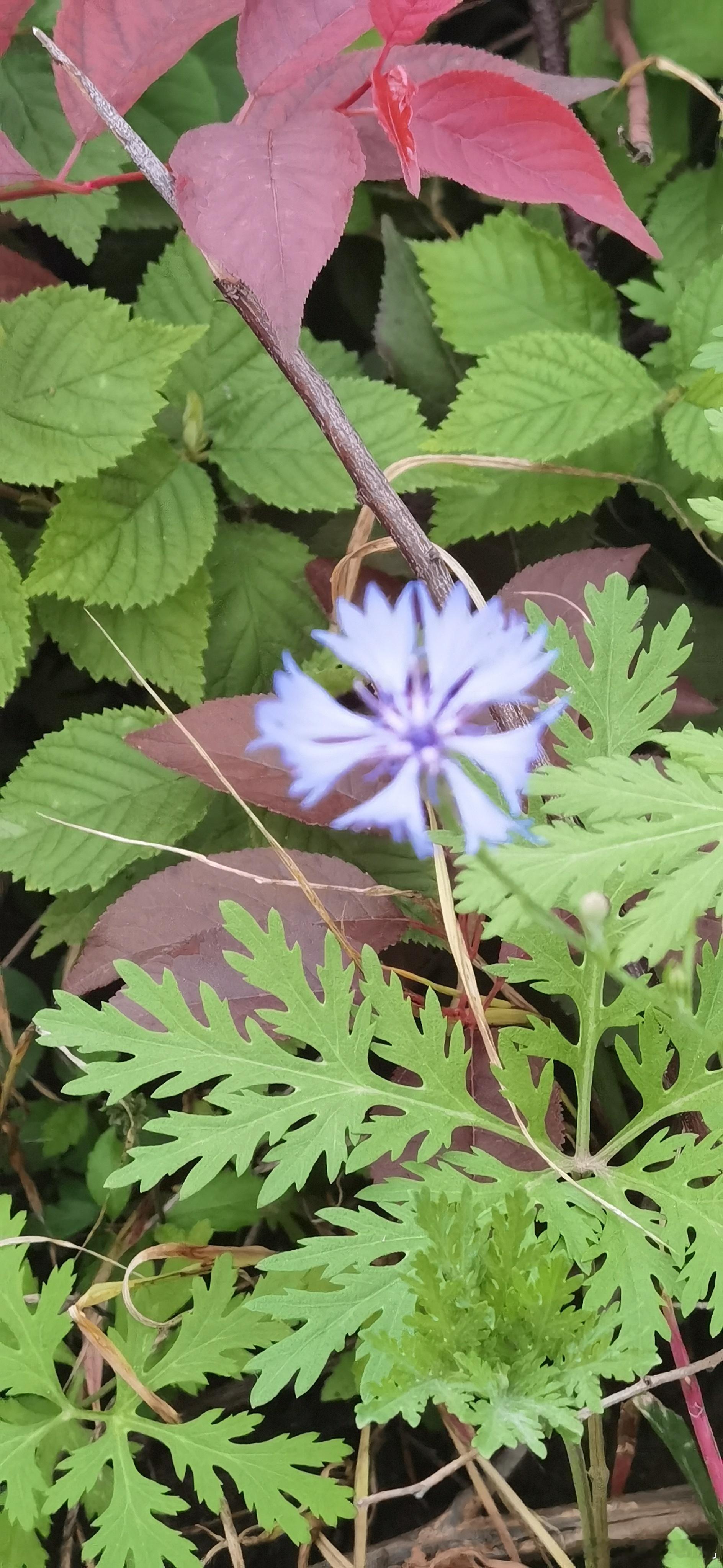 路边随手拍野花 德惠·前湾子