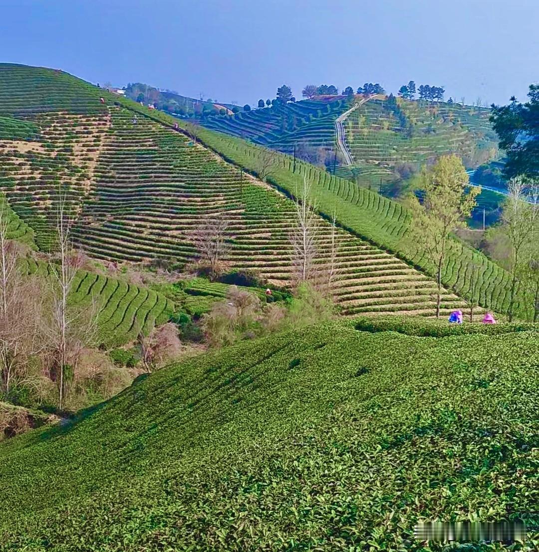 信阳毛尖刚开采，就不够采
今天上午，采一斤八两，又没茶叶了，长得太慢了，真急人，