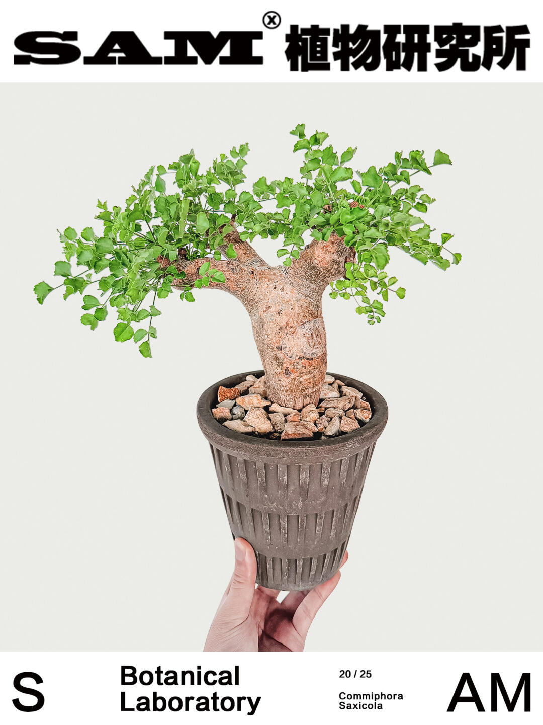 岩生橄榄｜Commiphora Saxicola