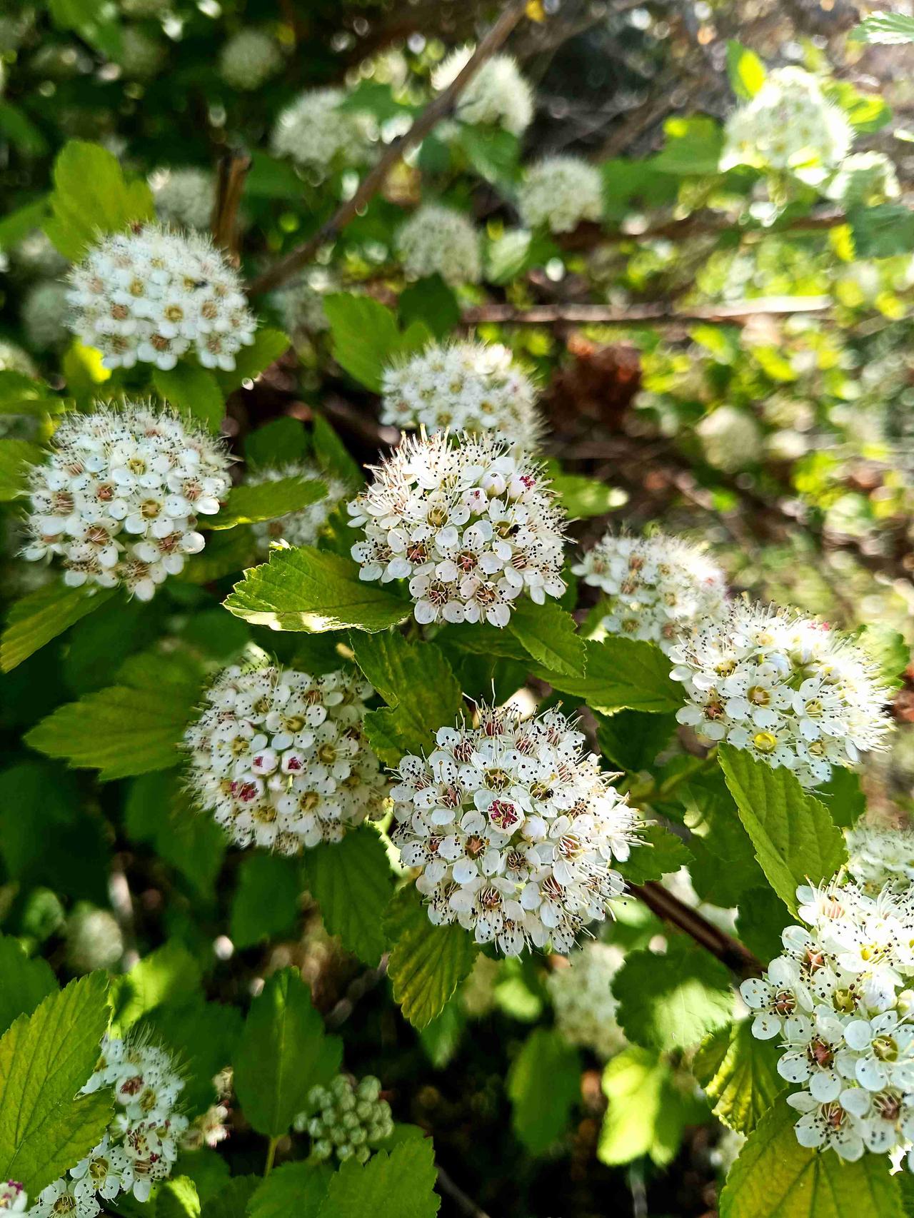 风携白絮，叶缀清欢，一簇细碎繁花，藏住初夏温柔。白花簇簇，细蕊凝星，风箱果在日光