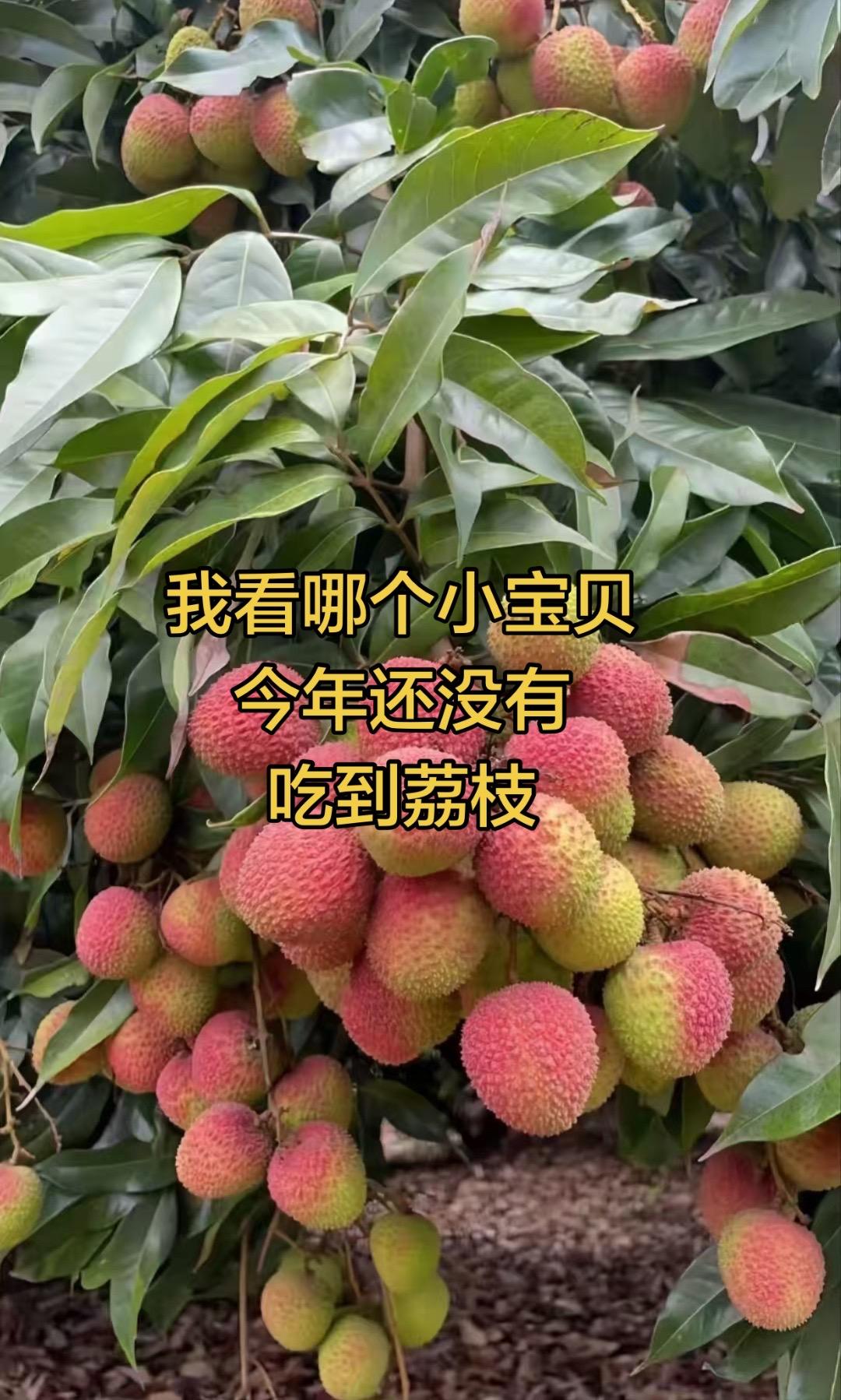 哪个小宝贝今年还没有吃过荔枝