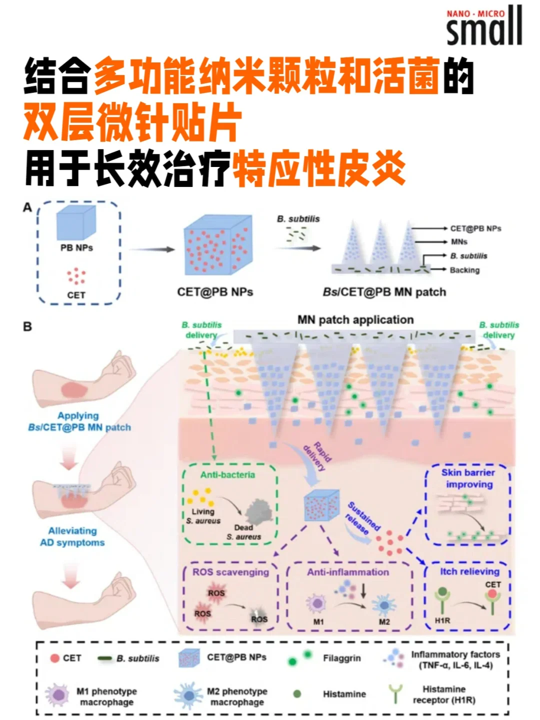 纳米颗粒和活菌双层微针贴片治疗特应性皮炎