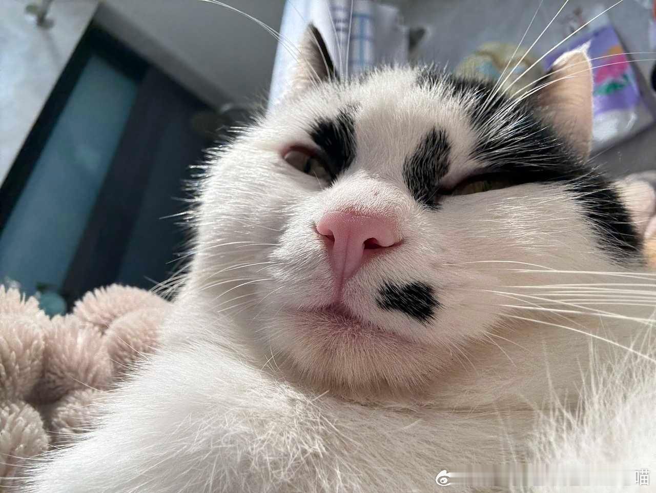49651【丑猫】朋友家的新猫，丑得有点东西 