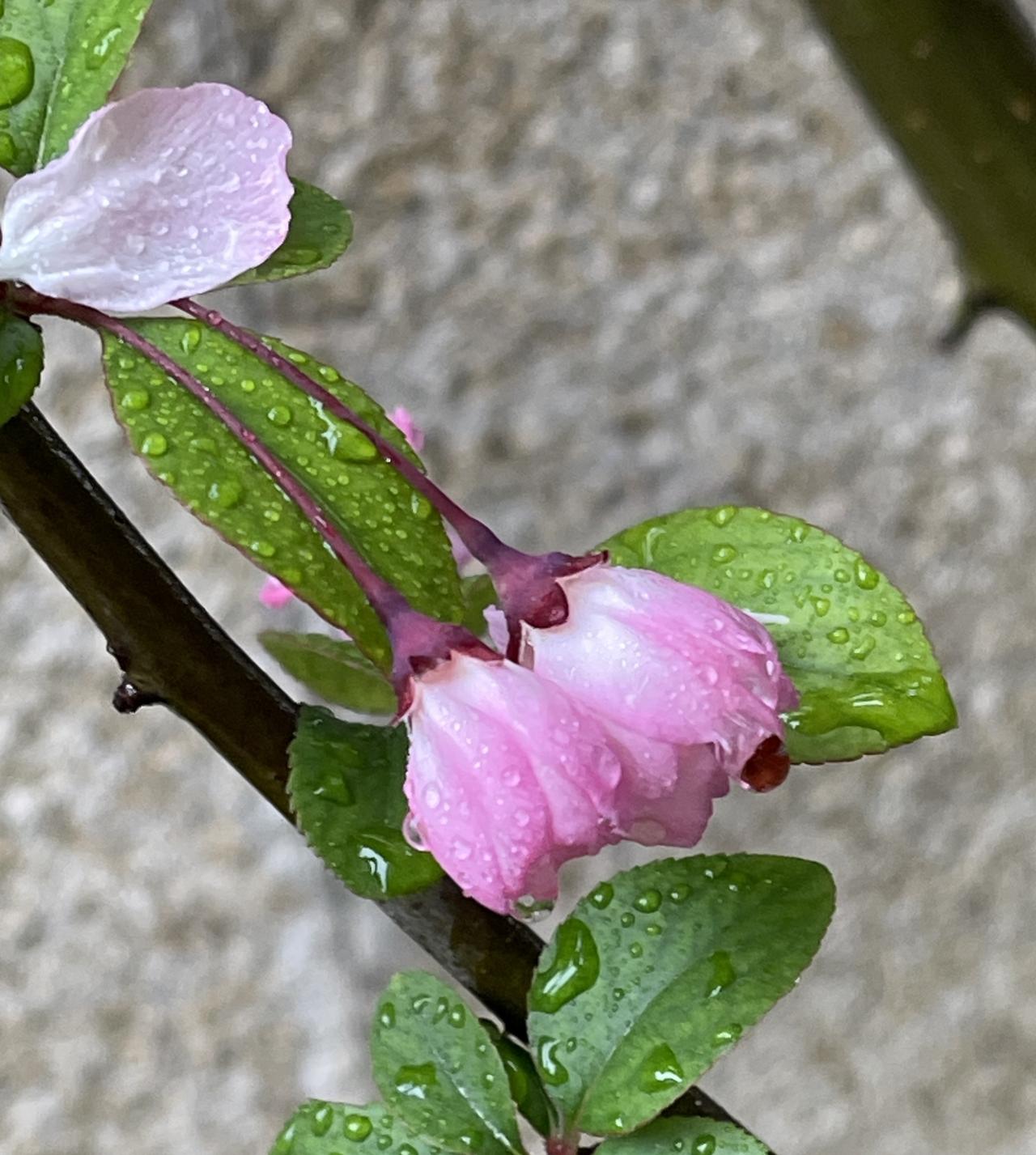 雨中的海棠花

         春雨如酥，润透了枝头的海棠。那花，是粉白晕染的