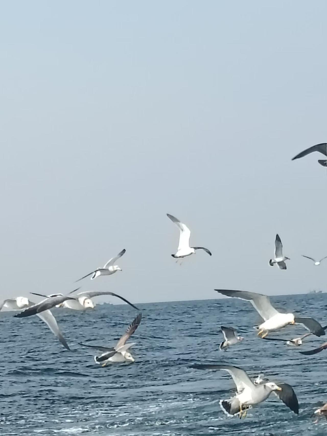 海鸥翱翔，自由飞翔在蔚蓝的天空中。