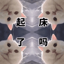 【舟渡】自助餐🥹悄咪咪的给我家产炖🥩🥩😊这次费咪不是双⭐了，哈哈哈哈🔗