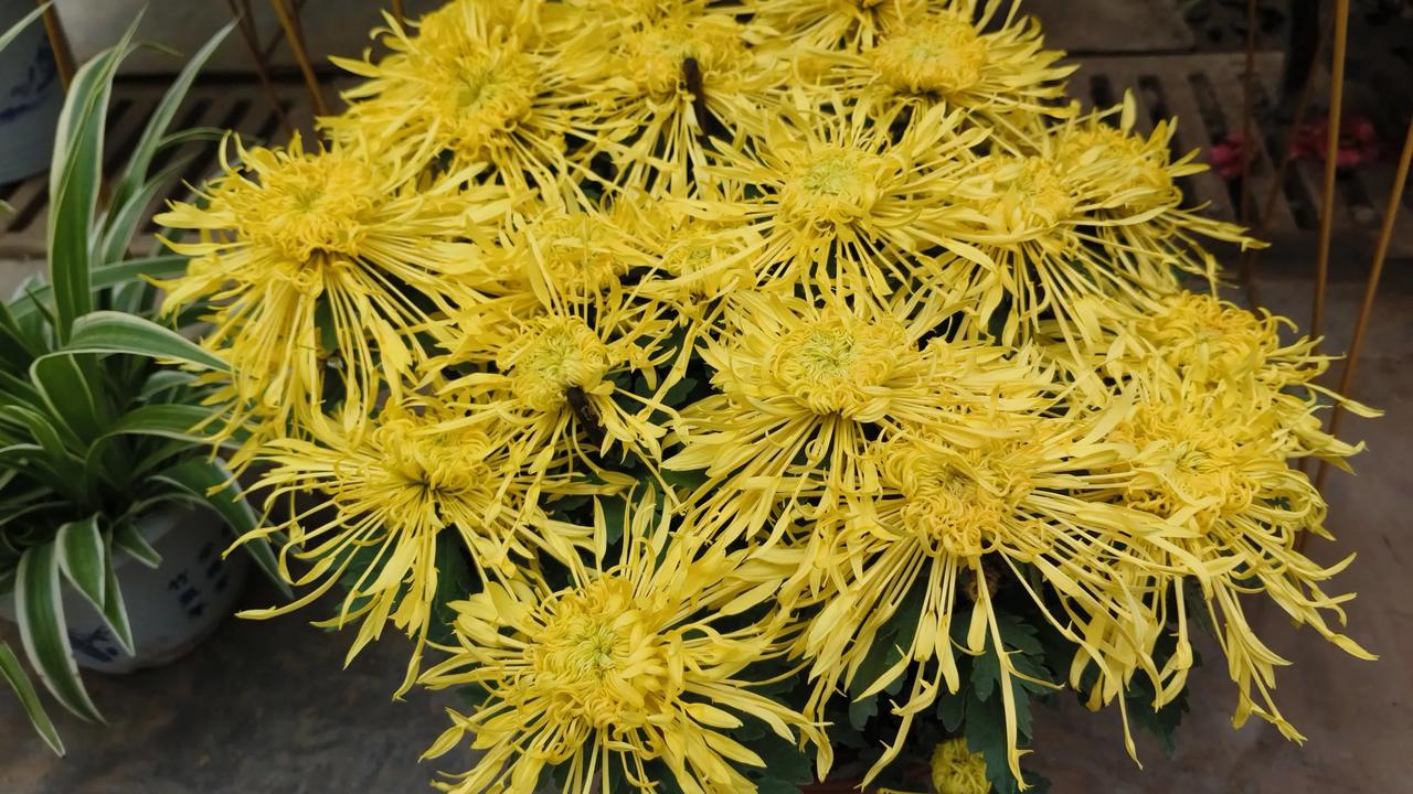 满城尽带黄金甲，现在花卉市场里面这种花好像并不多。
多年前感觉这种花多，也许是因