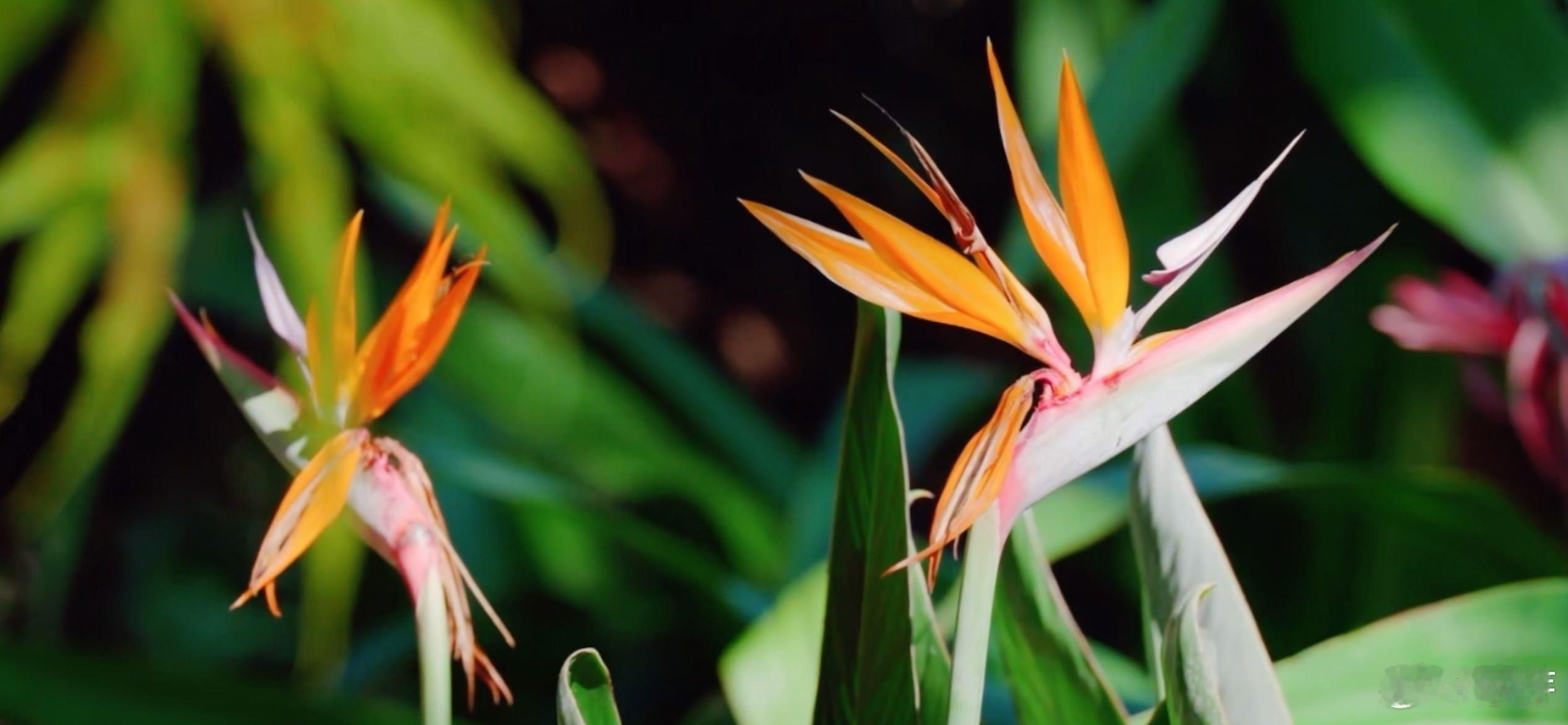 会招待小鸟的花花你见过吗原来天堂鸟还会开花 天堂鸟的小秘密也太好嗑了，开花模样出