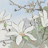 鸽团侃侃体育