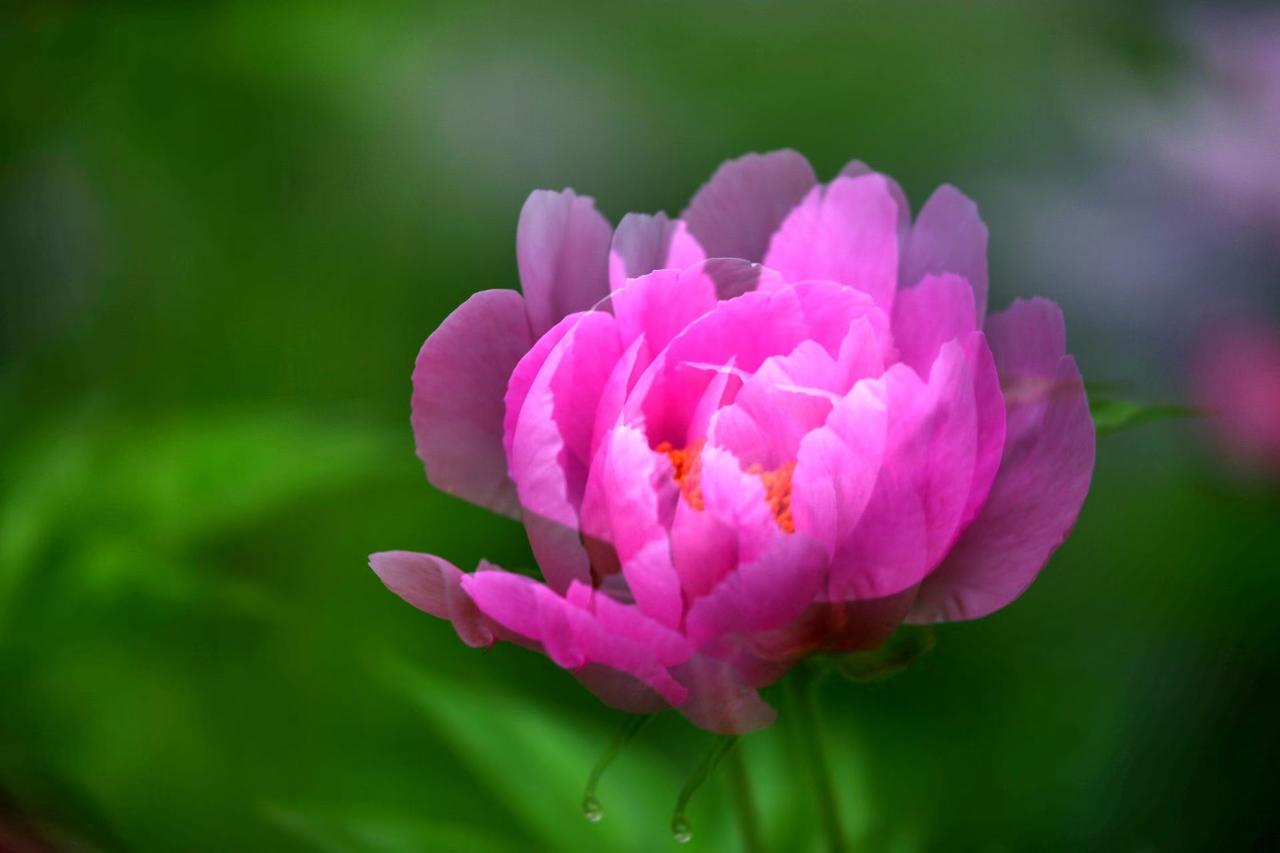 春日生活打卡季柔粉芍药，在朦胧绿意里，晕开半季温柔。带着晨露的花瓣，似把春日的心