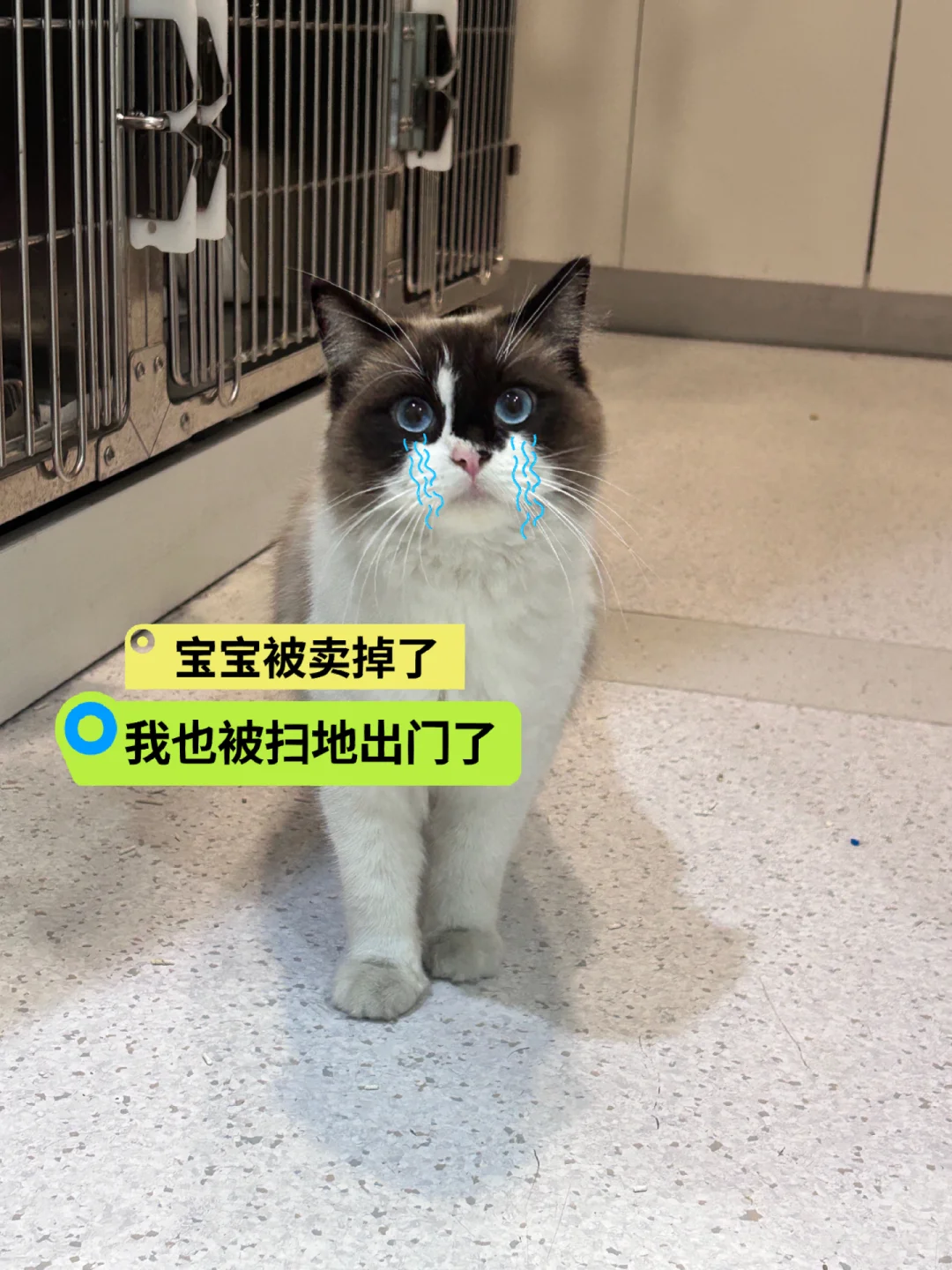 宝宝卖钱后猫妈妈被抛弃了】朱竹恳请姐妹们，给猫妈妈找个领养家庭，宝宝被...