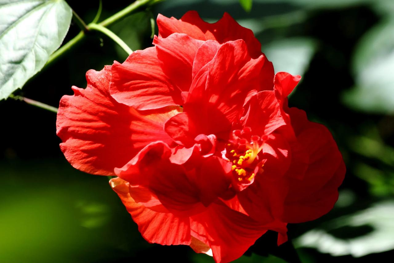 

【红艳艳的扶桑花】20240916
红色扶桑花，花瓣红艳艳，花蕊金灿灿。叶绿