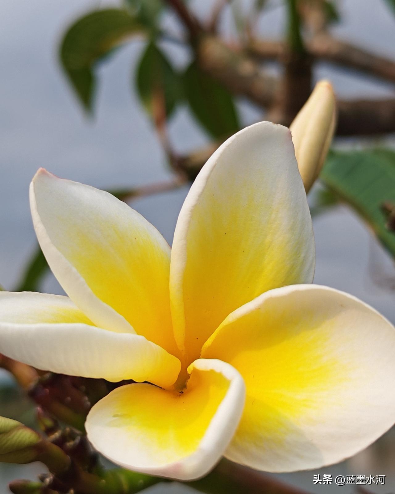 我赞美蛋黄花树
        南国深春的阳光，暖而不烈，温柔地裹着蛋黄花树亭亭