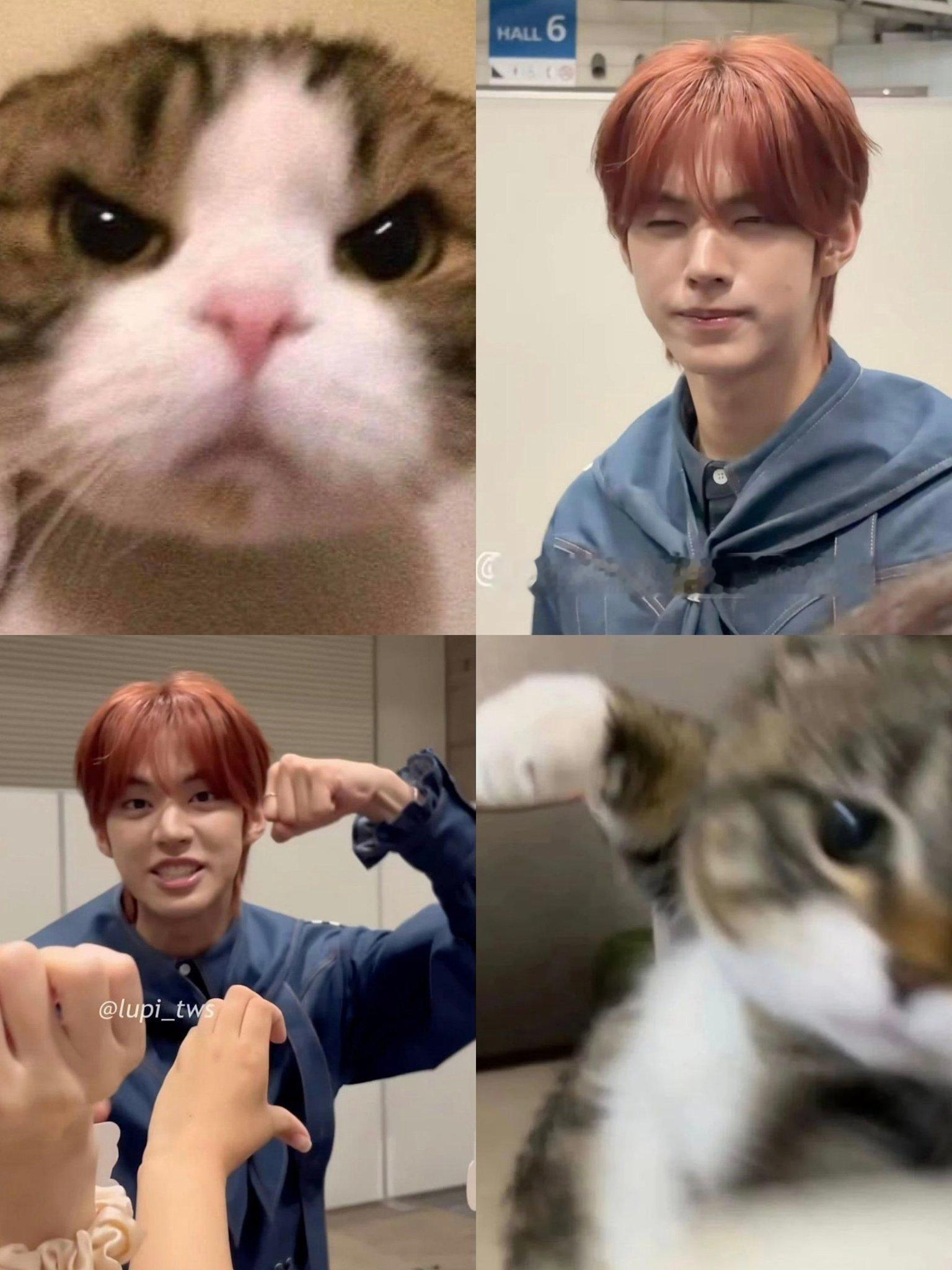 一只生气的猫 