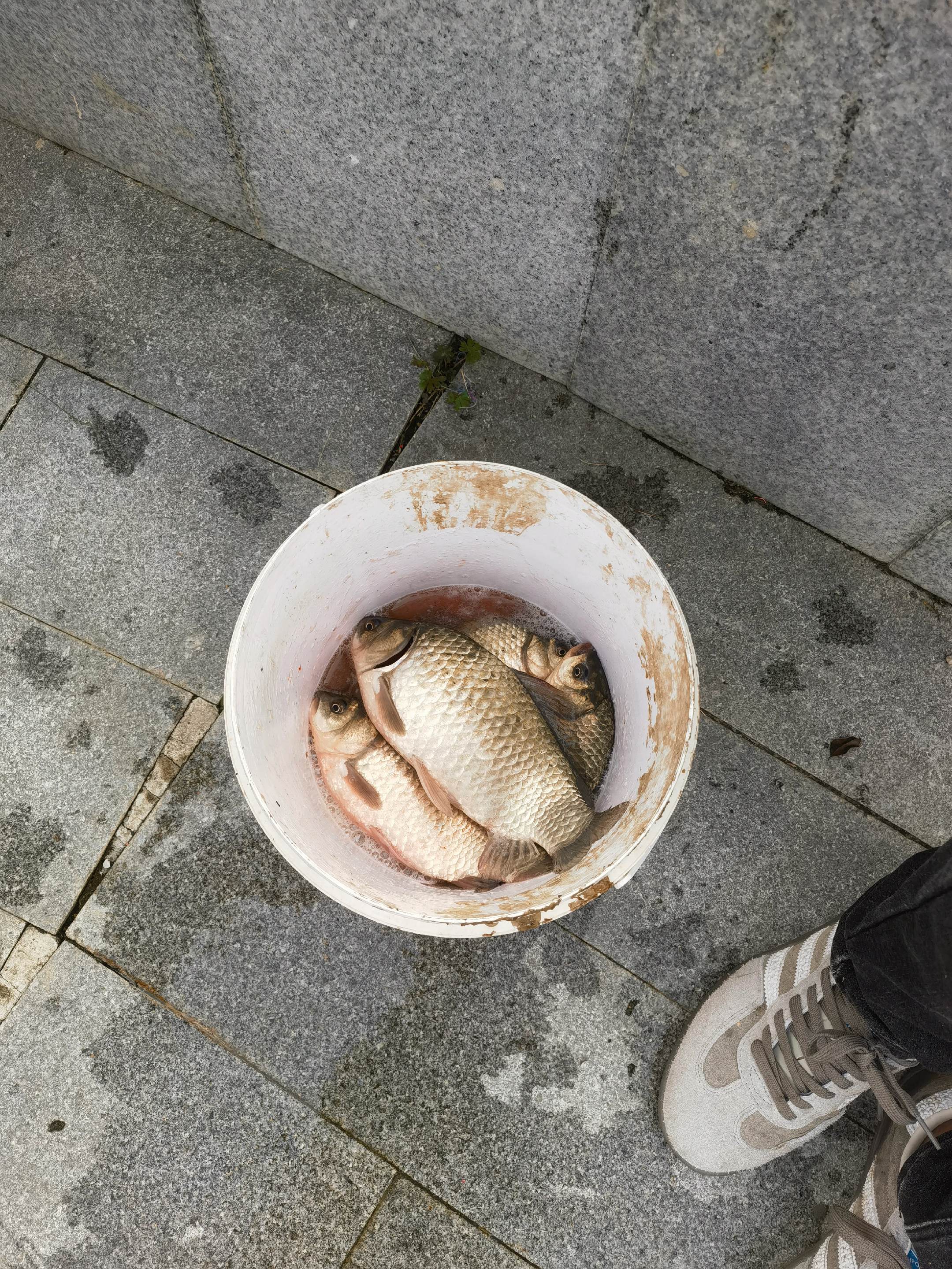 也就几两大鲫鱼，官方流量哪里去了