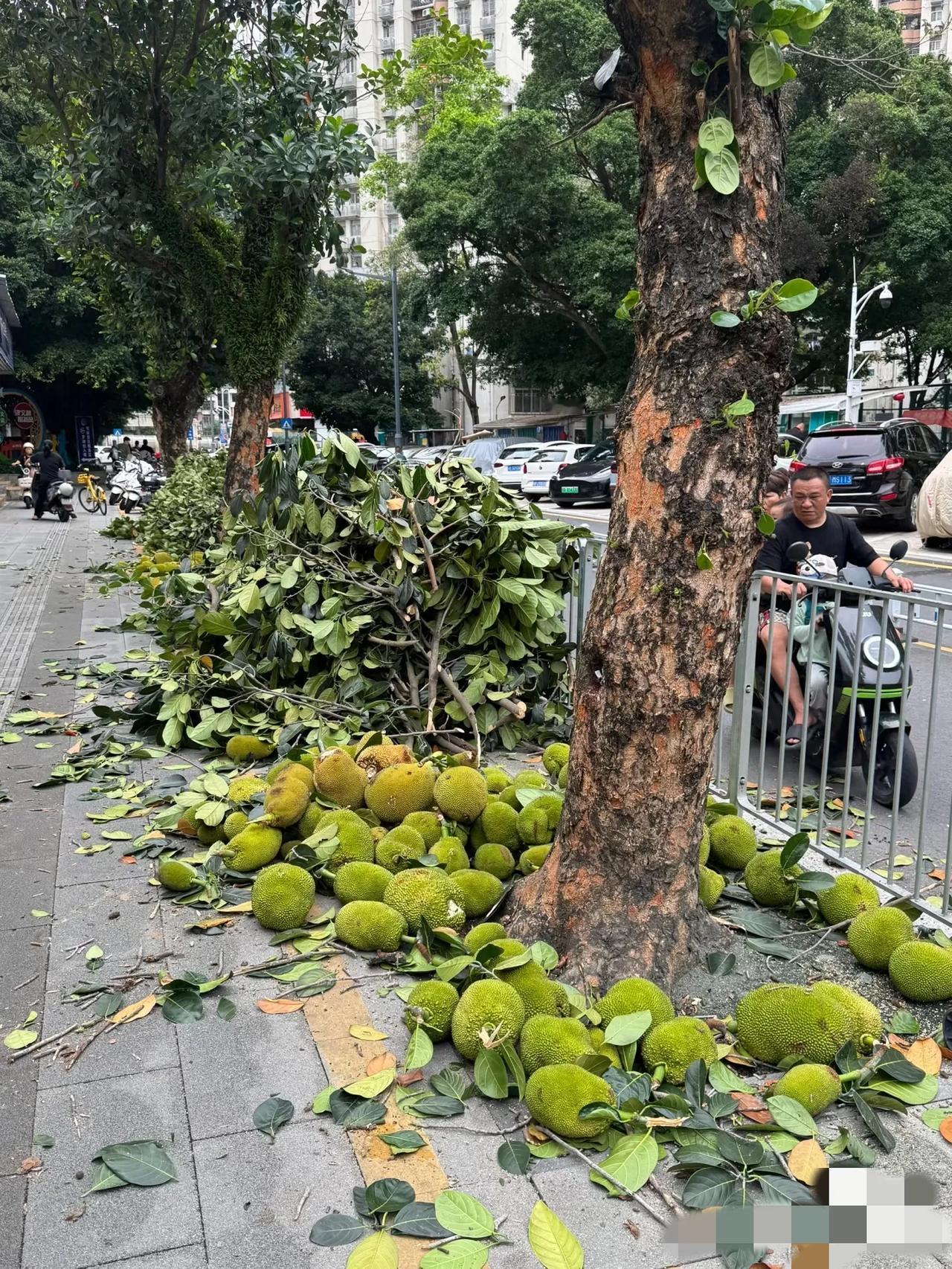 深圳真的很多水果树做行道树。每次路过总是害怕掉下来砸到脑袋。除了菠萝蜜，还有龙眼
