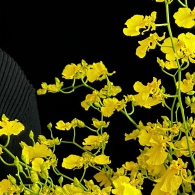 0000跳舞兰种植一、选盆与植料选择透气性好的多孔陶盆或专用兰盆，植料以疏松排水