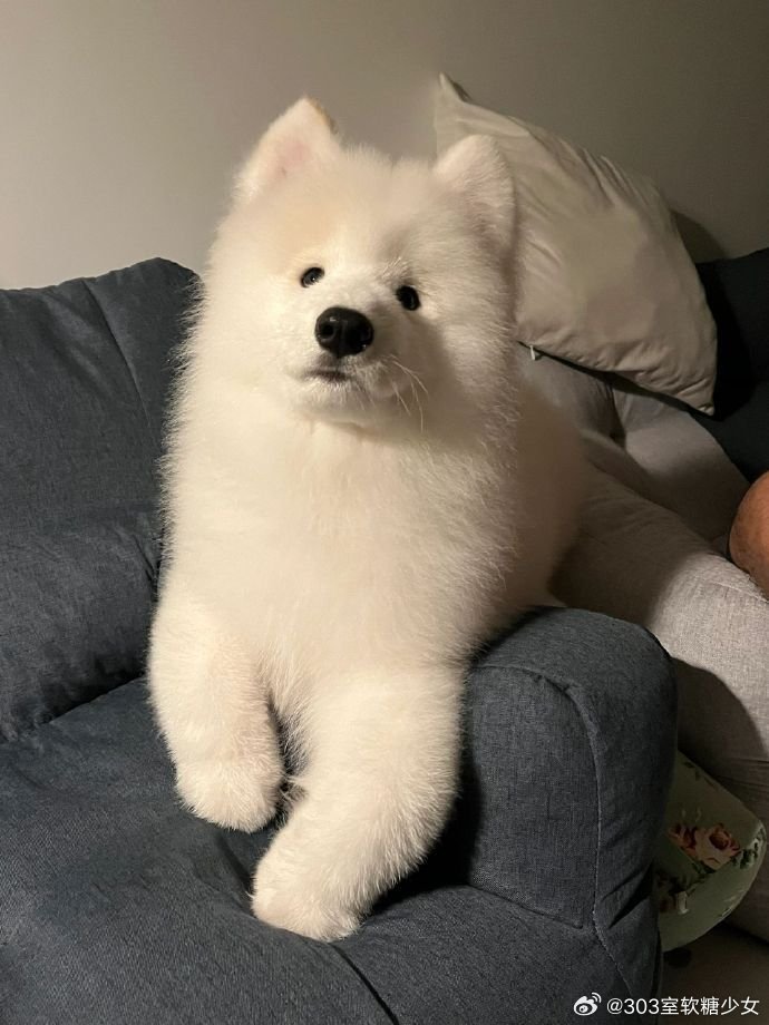 小白狗萨摩耶🐾  