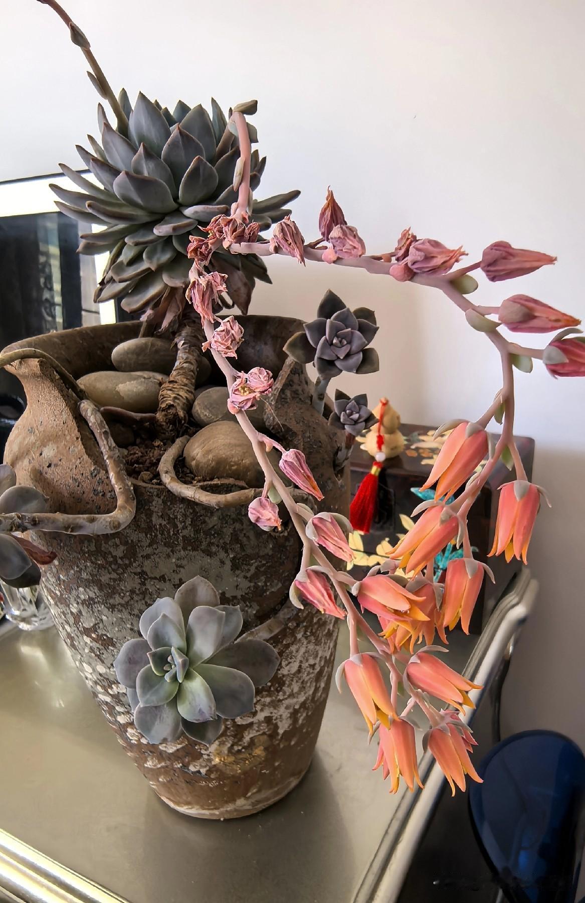 春暖花开，家里的肉肉长出了花箭，颜色有橙色，白色，真是美不胜收，与友友们共赏。欣