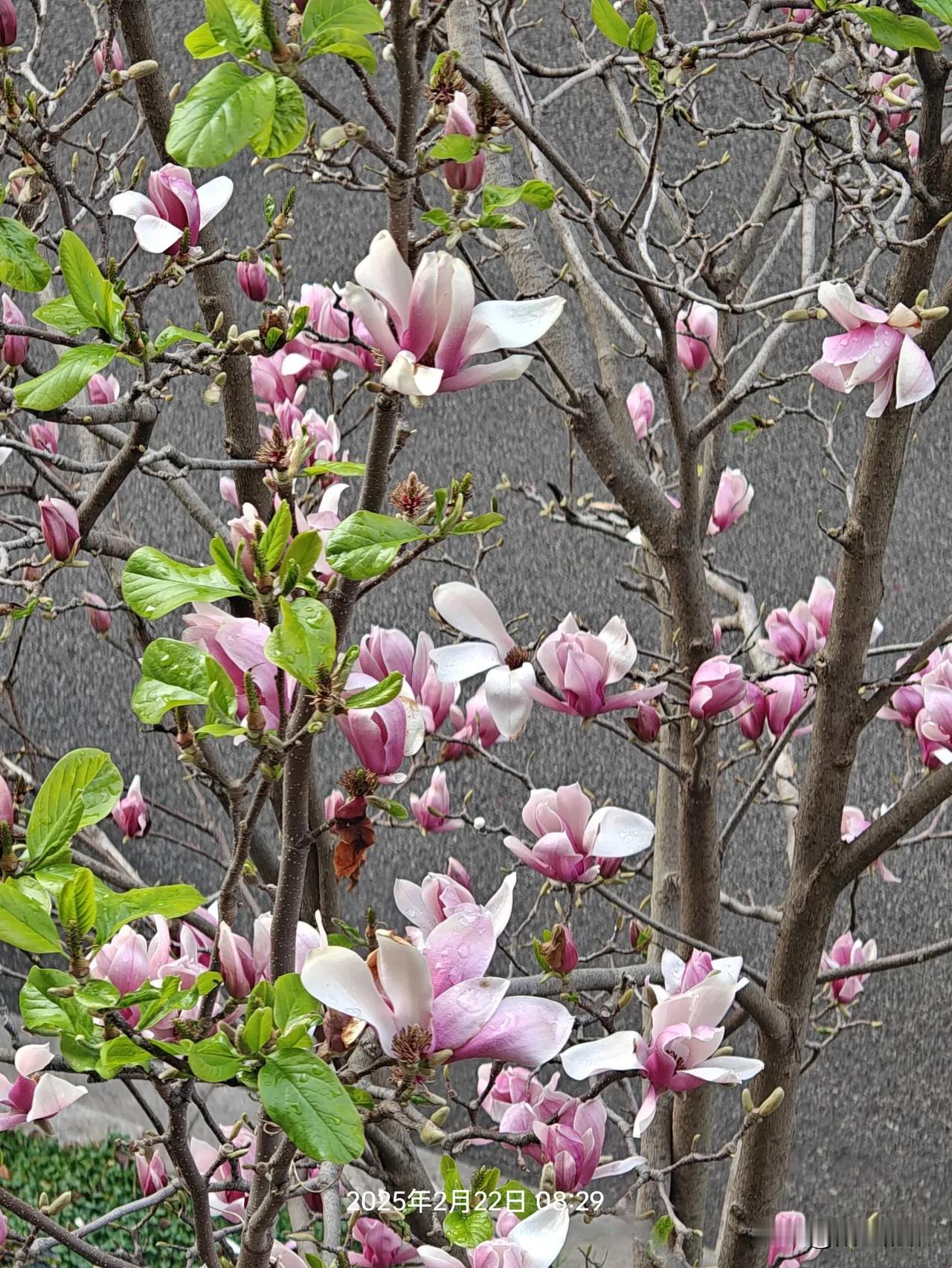 春晓。
总是:   夜闻风雨，朝见落花。春鸟啼鸣，报春叫晓。
不久，阳光刺破了轻