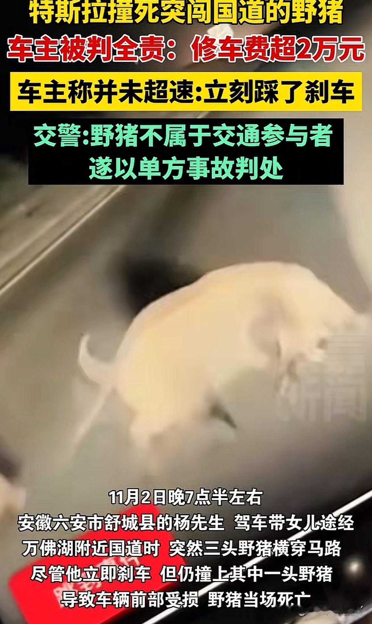 行驶途中突然出现野猪车主被判全责，自行承担修车费用合理吗？

11月5号安徽杨先