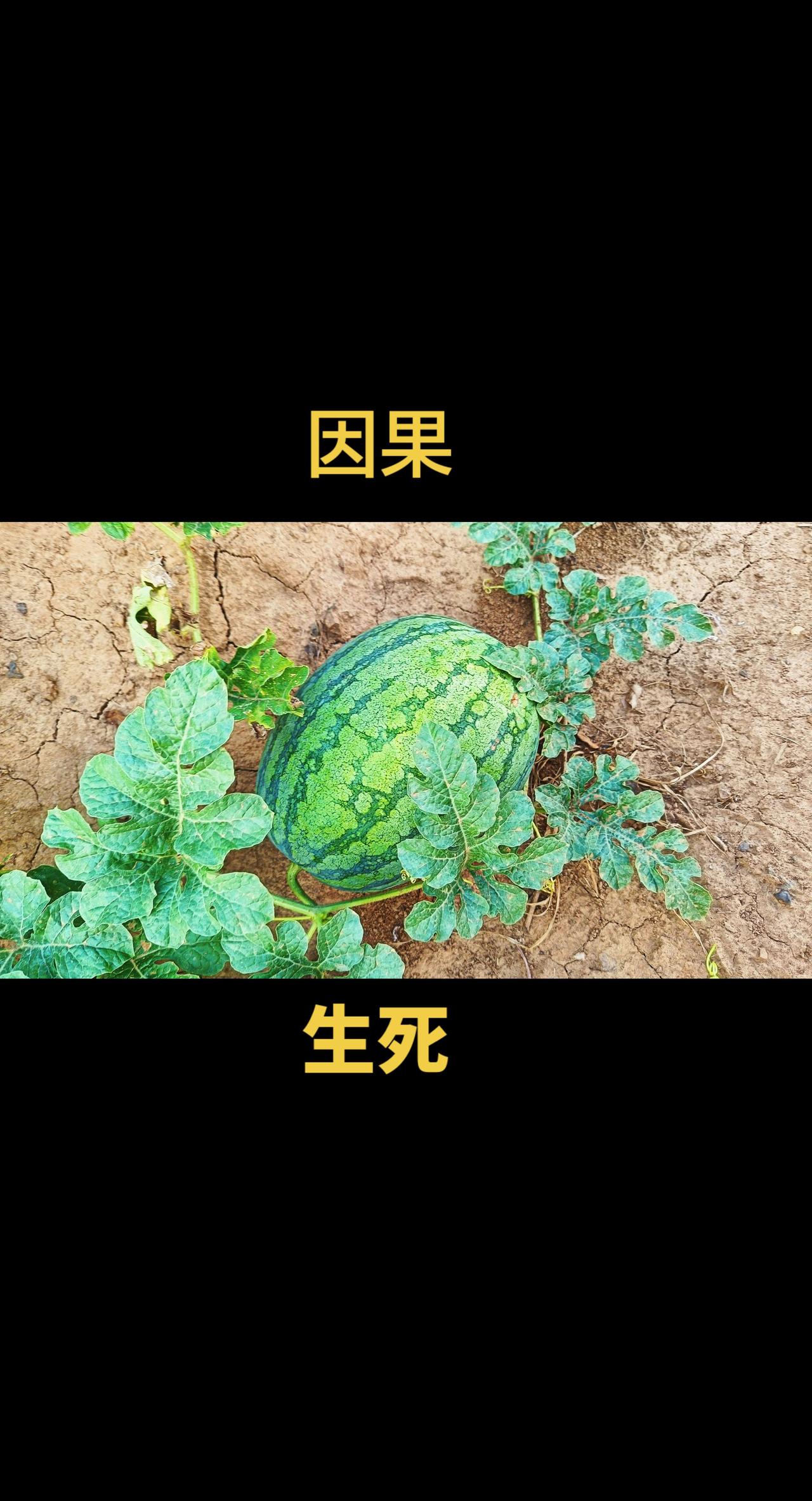 因果论述比较滞后，滞后的原因是我们因为果上找因已经晚了，出了遗憾，后悔，自责恐惧