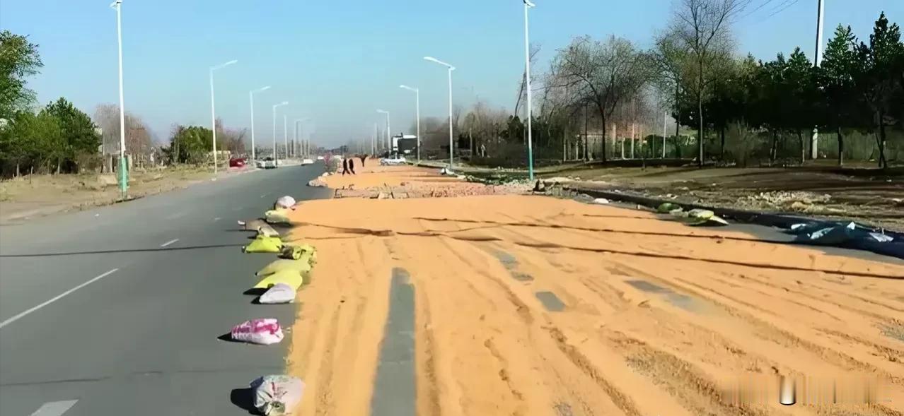 河南焦作，男子收获15000公斤玉米，为了尽快晒干，男子将玉米粒铺在马路上，晾晒