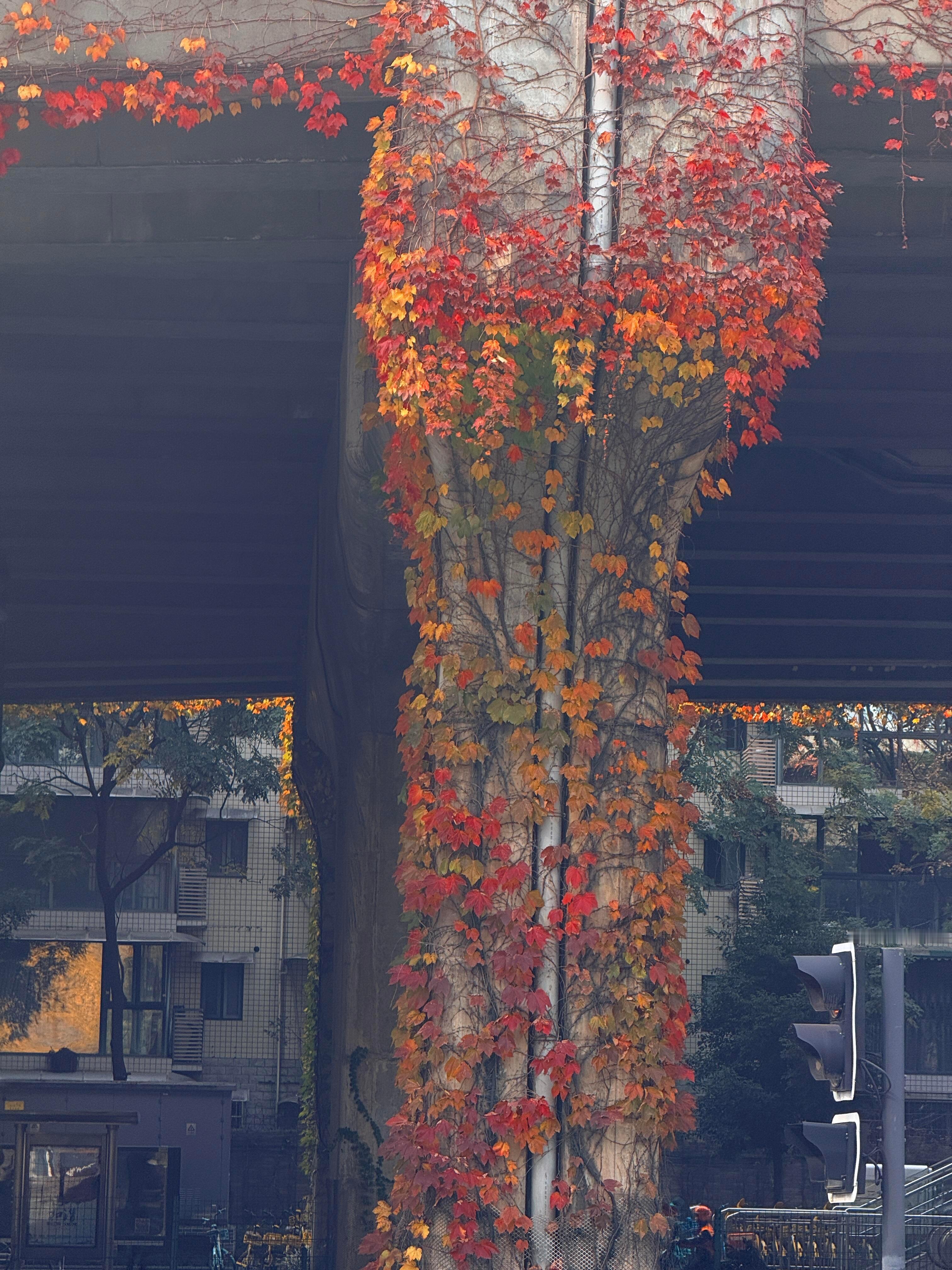 成都市政：万一他们喜欢看爬山虎呢 