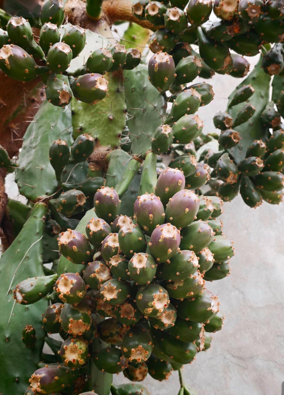 这个红了的话能吃嘛