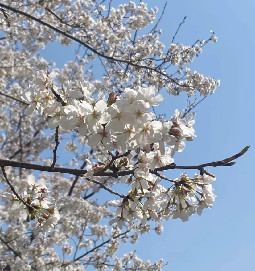 本周末合肥和平广场樱花即将盛放
本周六，3月22日，即可去赏樱花🌸
花期约1周